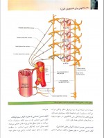 دانلود کتاب آناتومی گری جلد اول ریچارد درک 571 صفحه PDF 📘-1