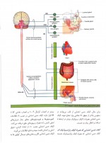 دانلود کتاب آناتومی گری جلد اول ریچارد درک 571 صفحه PDF 📘-1
