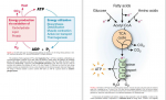 دانلود کتاب Marks’ Basic Medical Biochemistry میکائیل لیبرمن 1830 صفحه PDF 📘-1