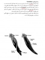 دانلود جزوه مبانی جانورشناسی (پارت 3) 96 صفحه PDF📘-1