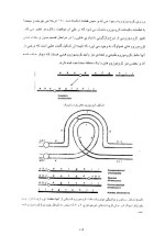 دانلود جزوه ژنتیک پایه 143 صفحه PDF📘-1