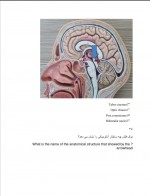 دانلود نمونه سوالات نوروآناتومی استاد شفائی 36 صفحه PDF 📘-1
