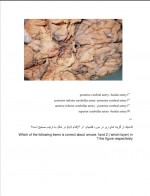 دانلود نمونه سوالات نوروآناتومی استاد شفائی 36 صفحه PDF 📘-1